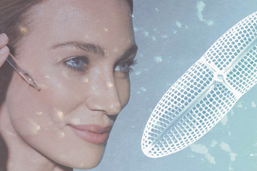 Diatoms: the ocean’s microscopic armour