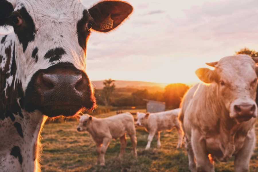 Tallow: from by-product to beauty ingredient
