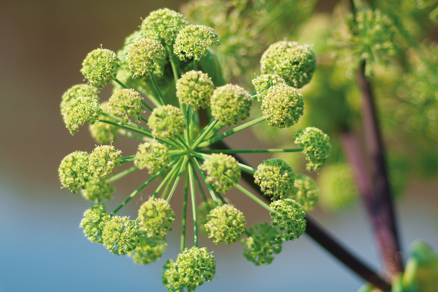 Anti-ageing properties of Angelica essence