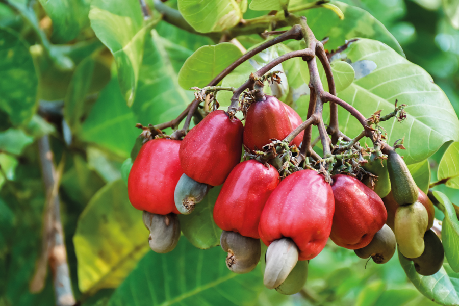 Cashew apple: botanical for skin hydration and vitality