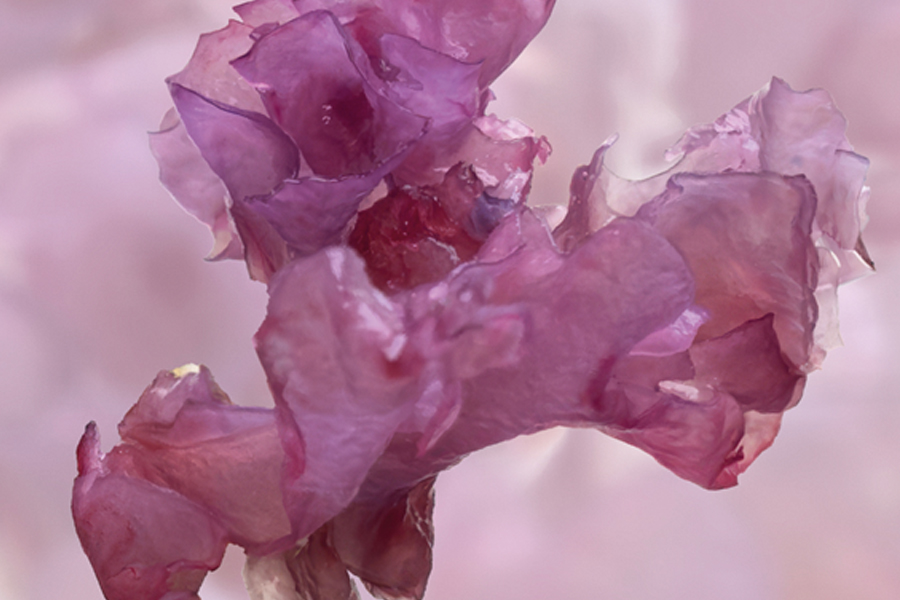 New Zealand red algae: igniting the hydration circuit